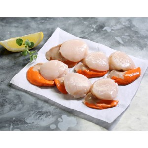 Fresh Scallops